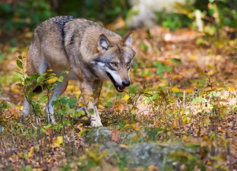 Wolf: Kosten für Prävention und Entschädigung kräftig gestiegen