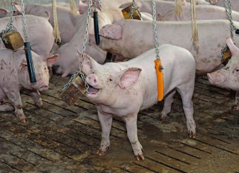 Abstockungsprogramm bleibt hinter Erwartungen zurück