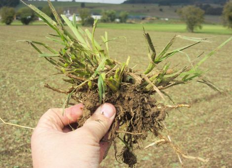 Feldhygiene durch Stoppelbearbeitung 