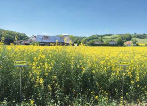 Hessen: Ergebnisse der Landessortenversuche Winterraps 2020/2021