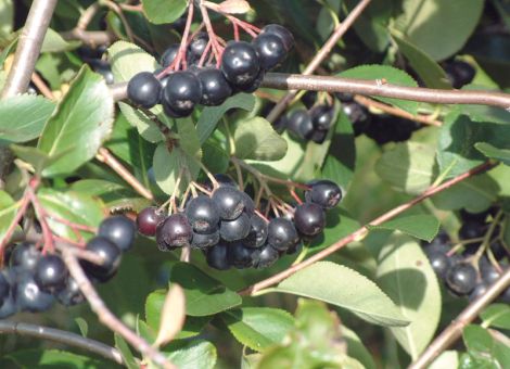 Robust und herb – Aronia zieht in Plantagen und Gärten ein