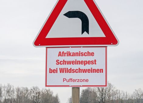 Mittlerweile mehr als 2 000 ASP-Fälle bei Wildschweinen
