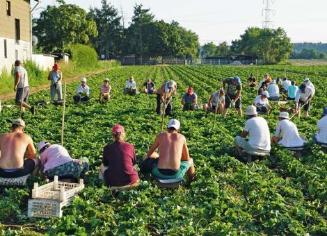 Immer weniger Beschäftigte in der Landwirtschaft – Familienmitglieder weiterhin die wichtigsten Arbeitskräfte, © Mohr Immer weniger Beschäftigte in der Landwirtschaft