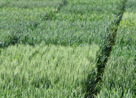 Frühe Sorten konnten 2021 Potenzial nicht ausschöpfen