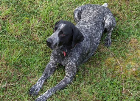 Hunde mit Impfung vor Tierkrankheit Staupe schützen