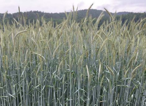 Winterroggen liegt nur knapp unter Vorjahresertrag