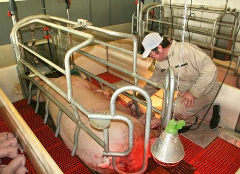 Absage an Ausstiegsprämien für Schweinehalter