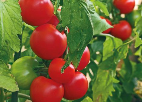Bio-Tomaten, Bio-Paprika und Bio-Gurken by Bayer 
