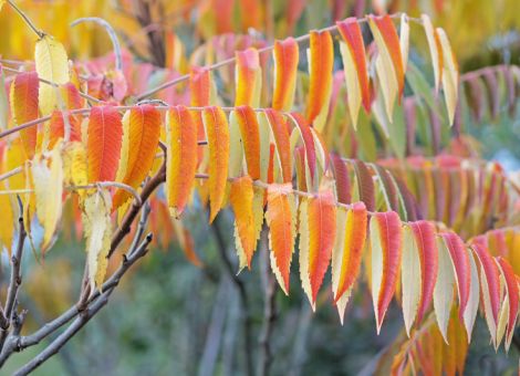 Gehölze mit Herbstlaub voller Leuchtkraft