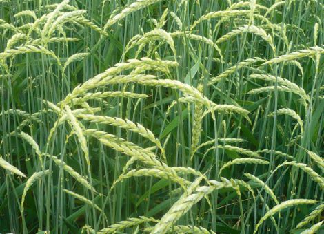 Sieben neuere Sorten inzwischen dreijährig geprüft