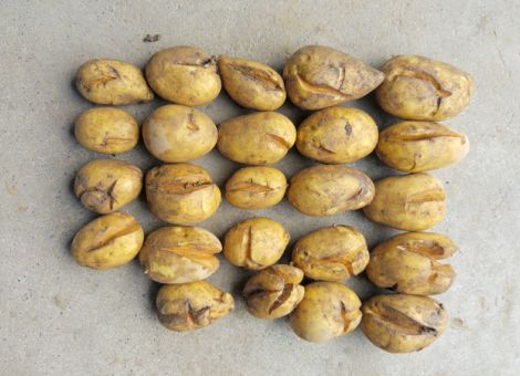 Landessortenversuche zu sehr frühen Speisekartoffeln 2021