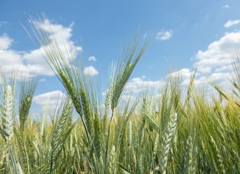 Durum ist interessant für trocken-warme Lagen