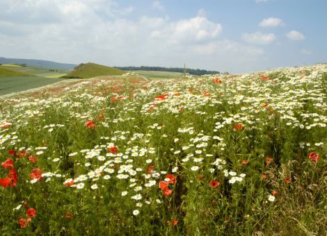 Das soll es für die Umsetzung der Öko-Regelungen geben