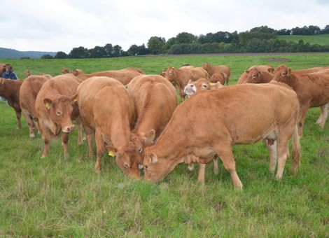 Limousin im Mittelpunkt