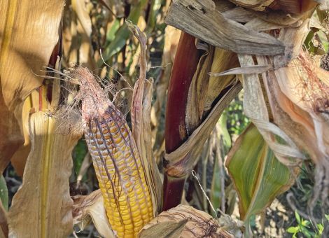 Die Witterung förderte Zünsler und Fusarium