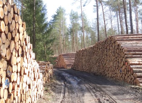 Waldbesitzer auf der Suche nach neuem Einkommen