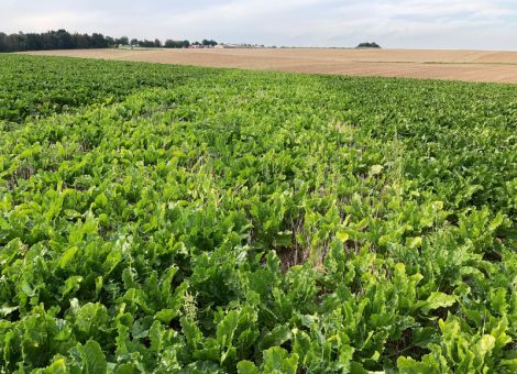 Landwirte engagieren sich für den Erosionsschutz