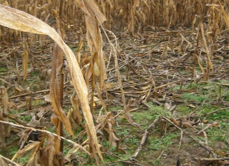 Regulierung von Schäden an landwirtschaftlichen Kulturen
