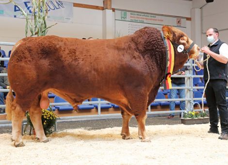 Siegertitel für hessische Züchter auf Limousin-Schau