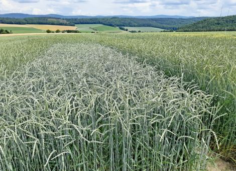 Dinkel: So gelingt der Anbau des Trendgetreides