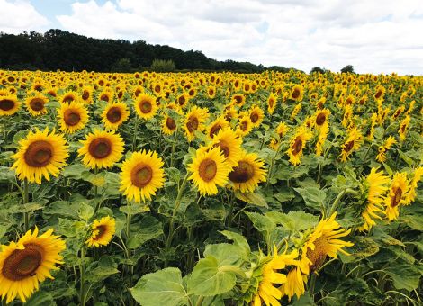Sonnenblumen kommen mit Durststrecken zurecht