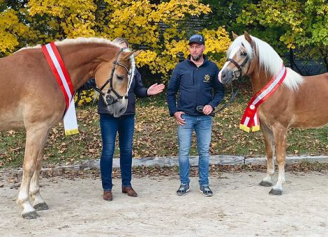Haflinger aus Hessen vorne mit dabei