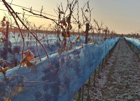 Eiswein 2021 – mehr Betriebe gehen „Wette auf Frost“ ein