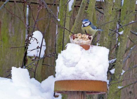Anregungen für selbst gemachtes Vogelfutter
