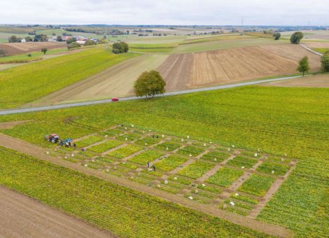 Optimismus bei Rübenanbauern in Rheinland-Pfalz