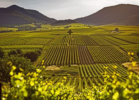 Pfälzer Weinbautage