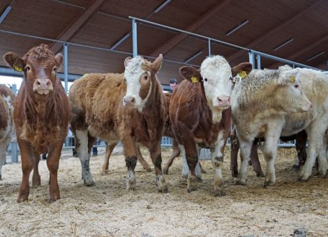 Blick hinter die Kulissen einer Absetzerauktion