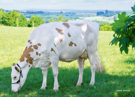 Steigende Milchleistungen bei immer größeren Betrieben