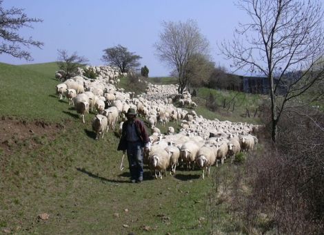 Nebeneinander von Wolf und Nutztieren ermöglichen