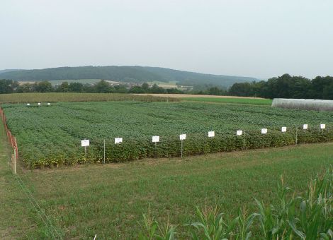 Körnerleguminosen sind immer noch Nischenprodukt