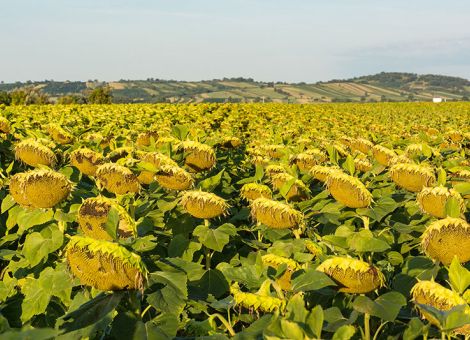 Sonnenblumen werden vielseitig verwertet