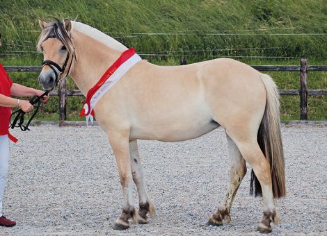 Hohe Qualität bei hessischen Pferden und Ponys