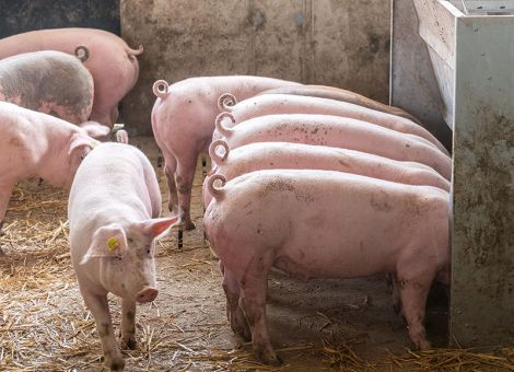 Corona-Überbrückungshilfe für Schweinehalter