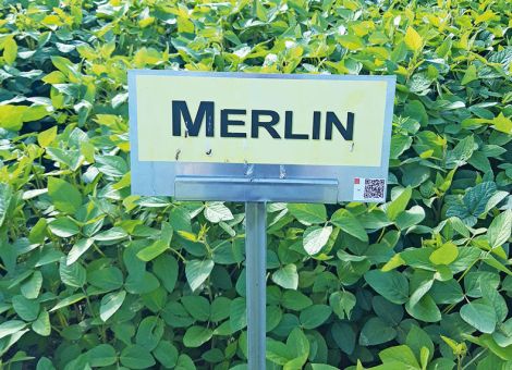 Höchststand bei heimischer Sojabohnenproduktion