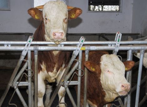 Fleischmärkte stehen unter Druck