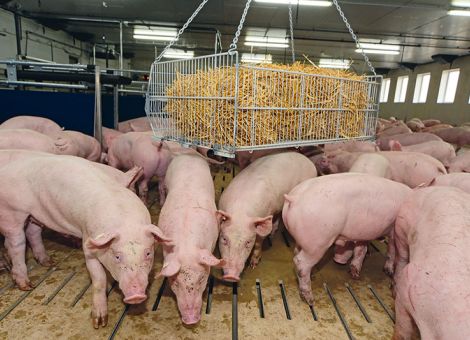 Nutztierhaltungsverordnung im Schweinestall umsetzen