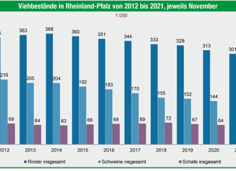 Viehbestände in Rheinland-Pfalz gehen weiter zurück