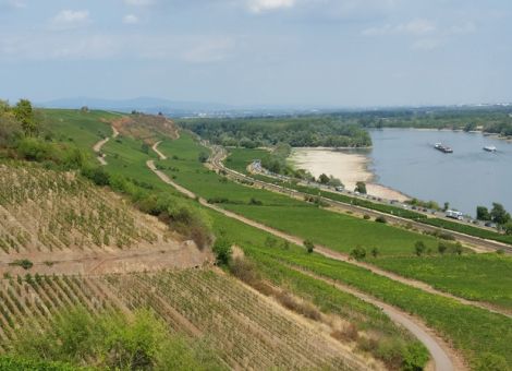 Wie Wetterextreme die Weinsensorik beeinflussen