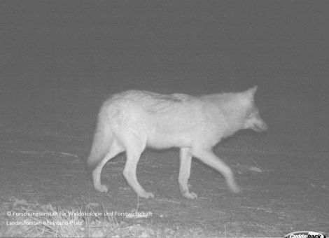 Der Wolf in Rheinland-Pfalz – die Wölfe in Rheinland-Pfalz