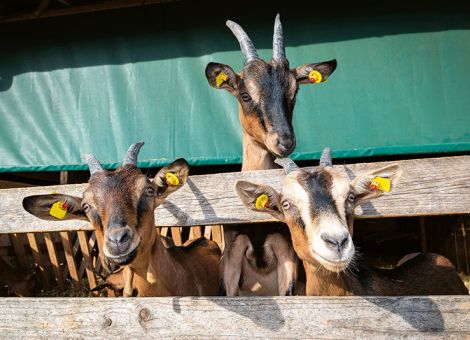Neue Möglichkeiten für die Ziegenzucht