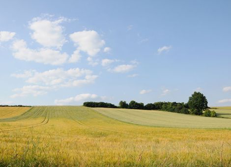 Ein Beitrag zum Resistenzmanagement