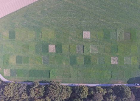 Unkräuter reduzieren die Zwischenfruchtwirkung