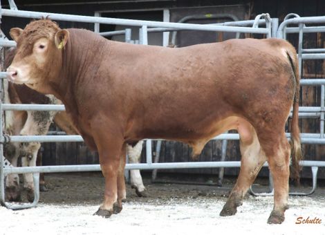 Erfolgreicher 3. Neumühler Bullentag 