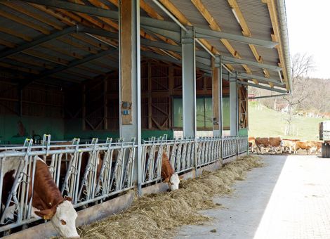 Zwei Odenwälder Mutterkuhbetriebe besucht