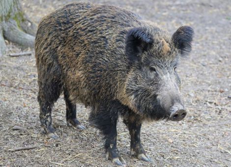 Afrikanische Schweinepest: Risiko und Absicherung