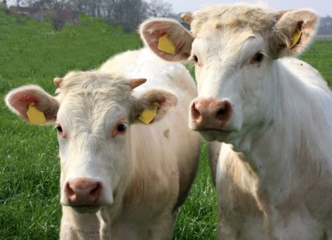Kostensenkungen bei MLP-Beiträgen und Ohrmarken